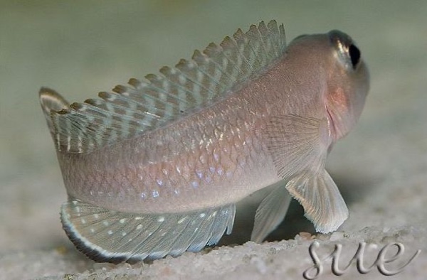 Lamprologus ornatipinnis 'Kipili'